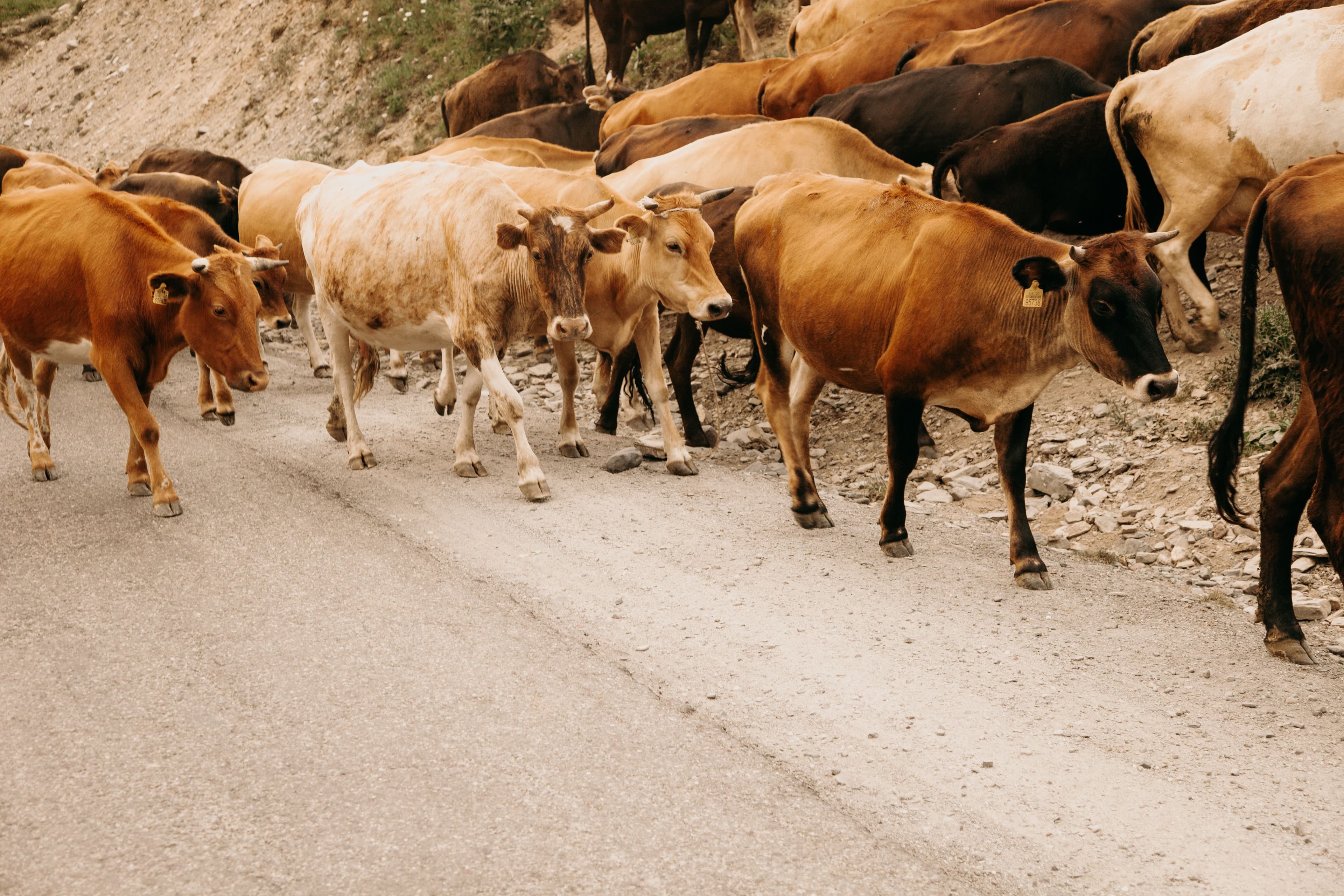 Cattle in a pasture