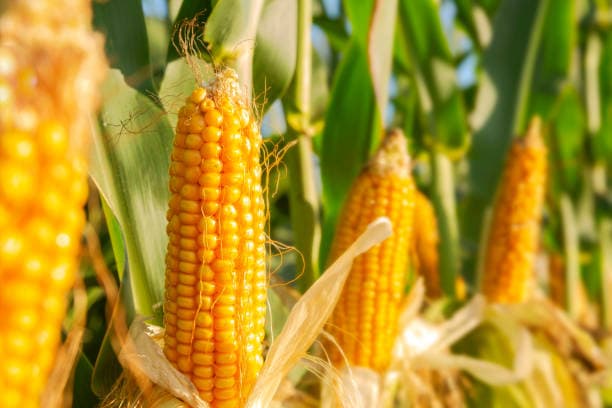 Harvested maize representing farm production and selling decisions