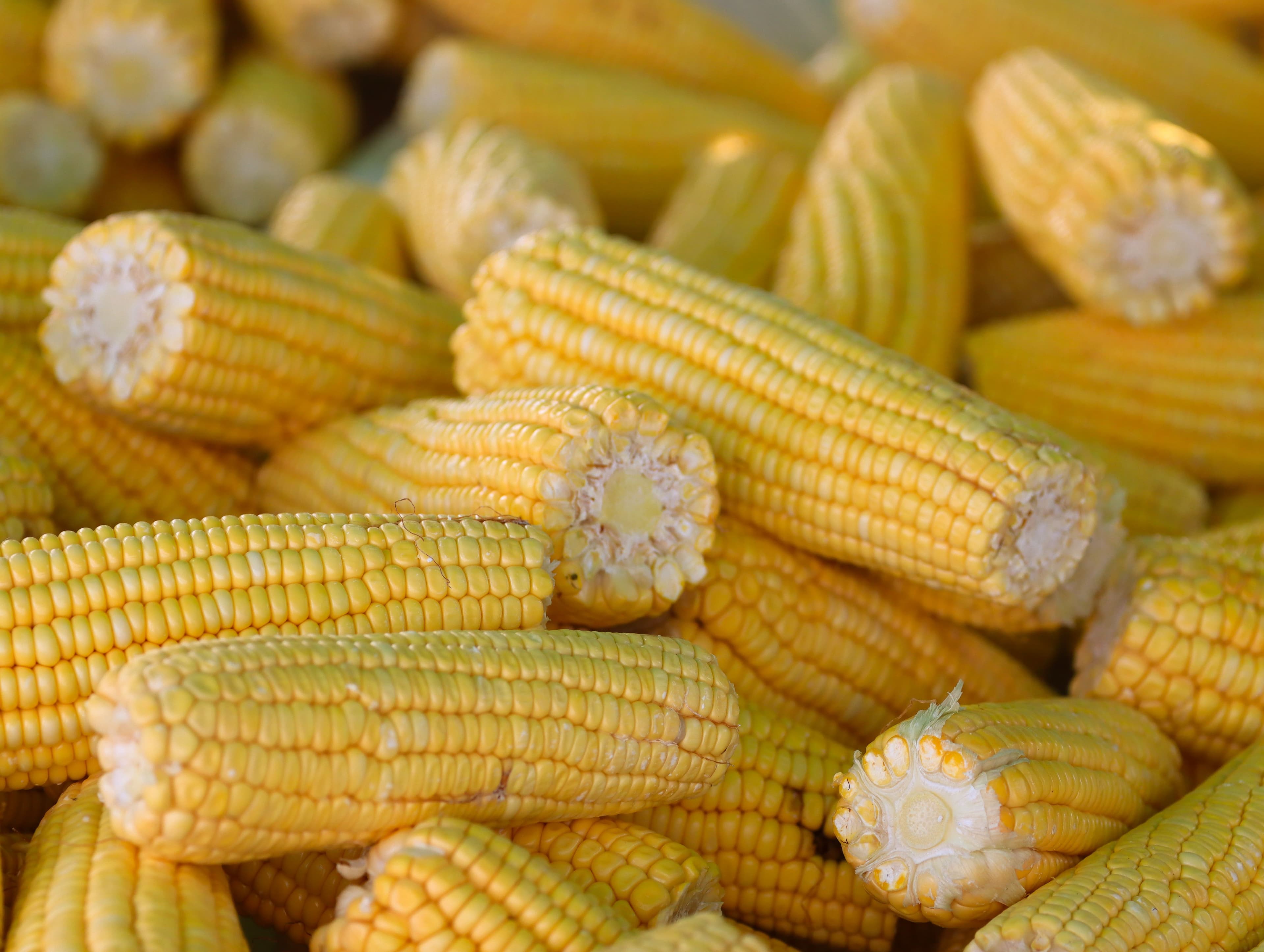 Harvested maize prepared for sale