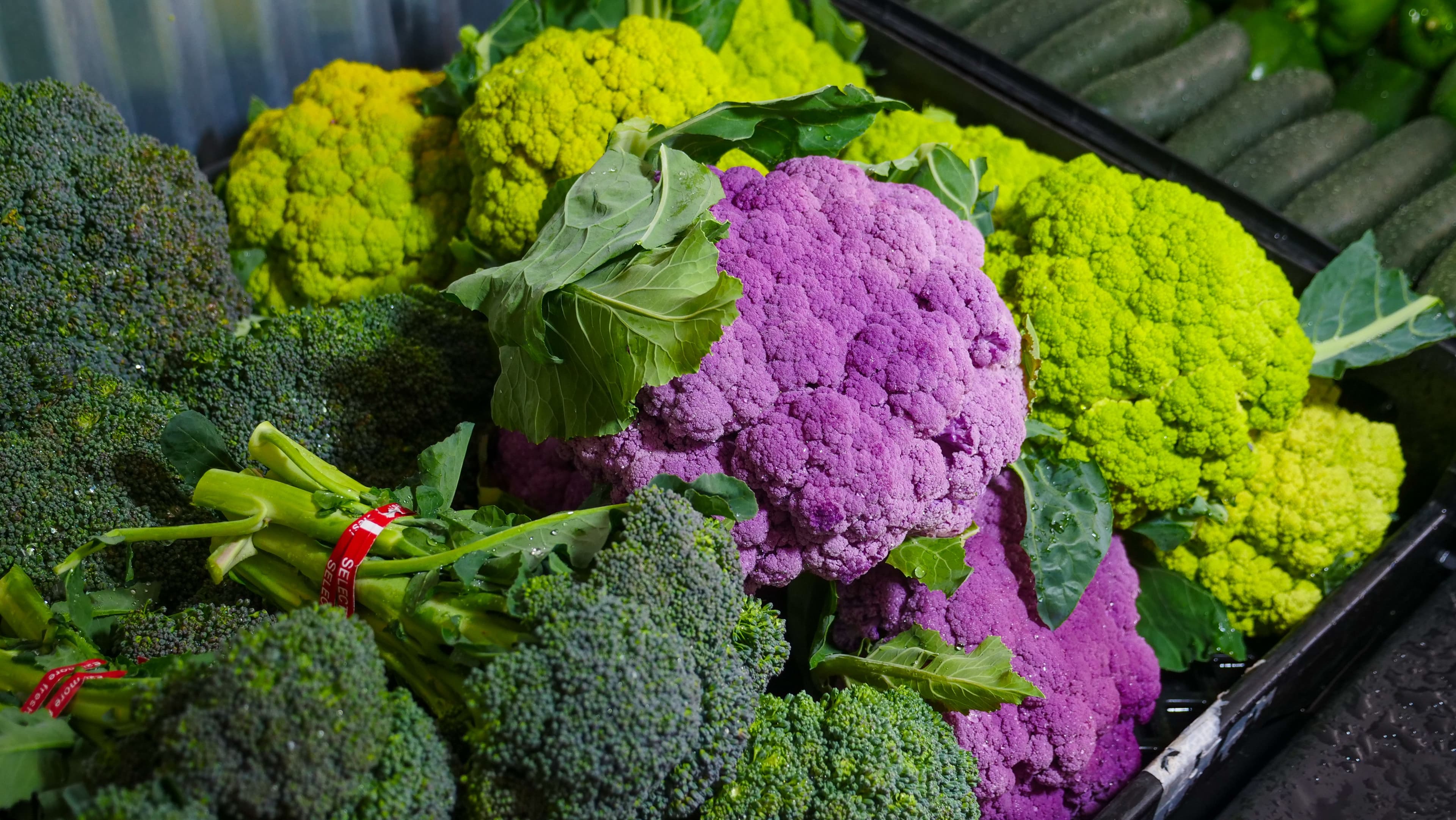 Vegetable crops being inspected